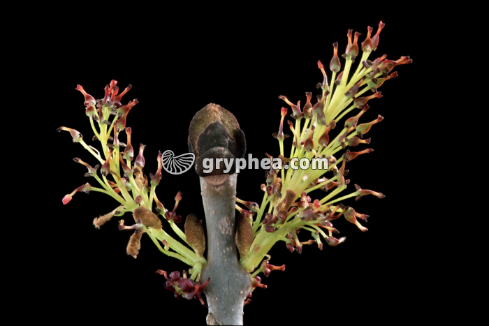 Frêne (Fraxinus excelsior) -  fleurs et bourgeon - gryphea.org